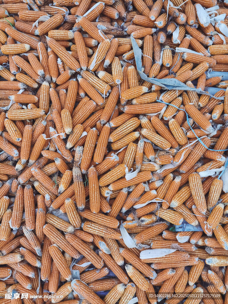 飽滿玉米粒特寫