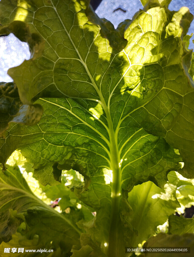 陽光下的翠綠葉片