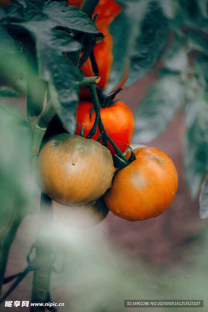 枝頭成熟的多彩西紅柿