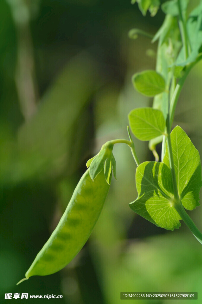 鮮嫩豌豆莢 綠意盎然