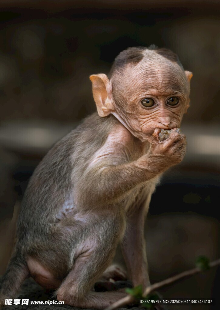 無毛小猴特寫