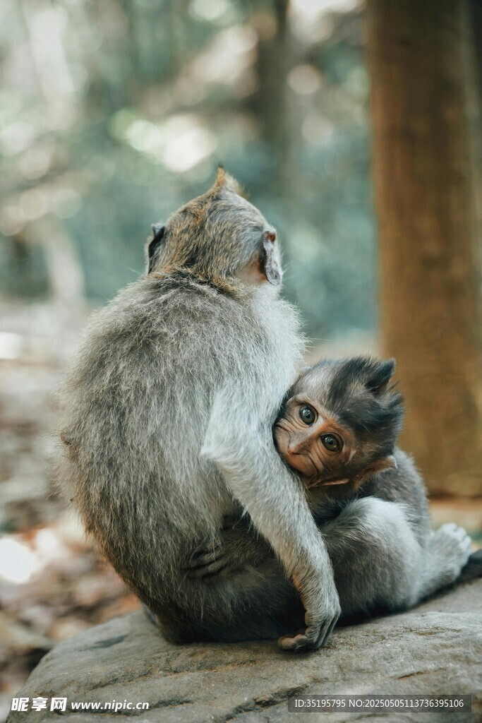母猴與小猴依偎的溫馨瞬間