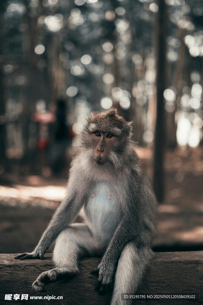 林中獨坐的猴子