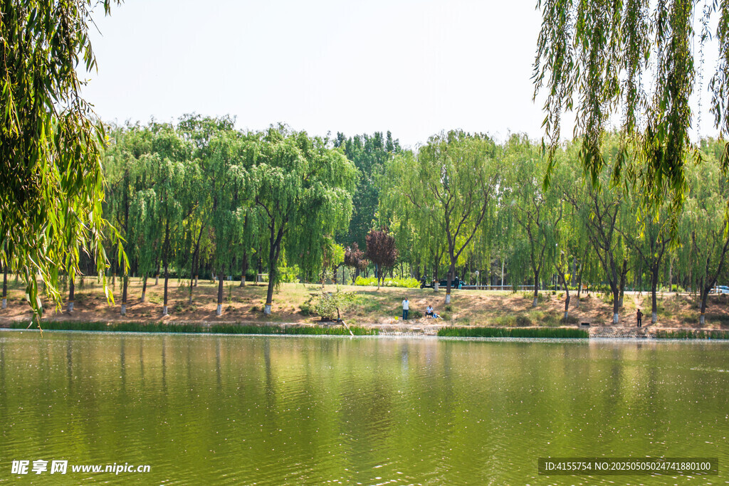 湖畔垂柳綠意盎然美景