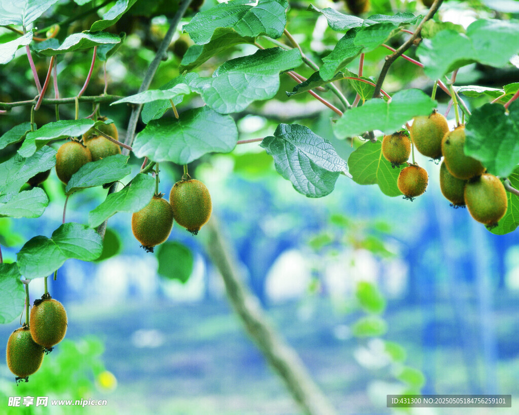 枝頭青果掛綠葉
