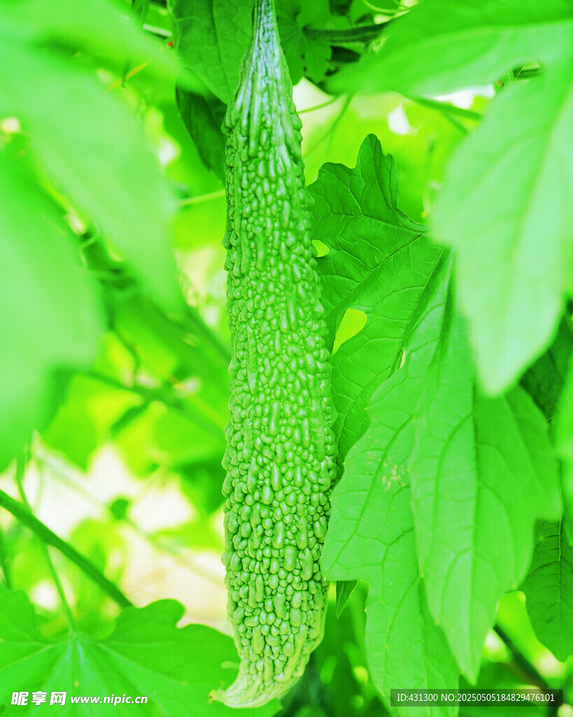 藤蔓上的鮮嫩苦瓜