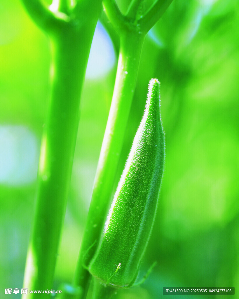 嫩綠秋葵芽特寫