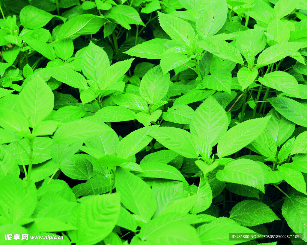 翠綠繁茂的植物葉片