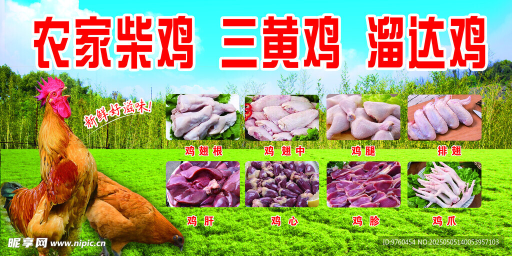 柴雞三黃雞溜達雞