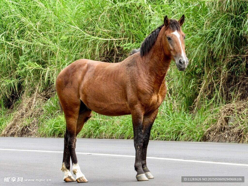 公路上的棕色駿馬