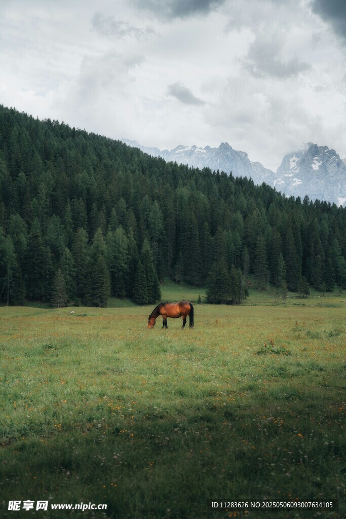 草原上的駿馬與山林美景