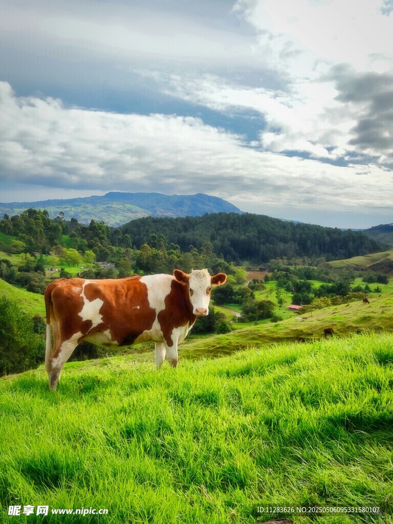 草原上的奶牛與美麗山景