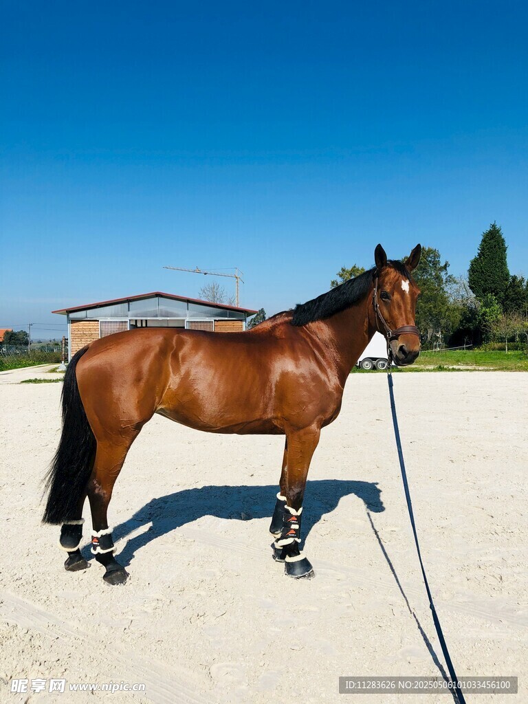陽光下的棕色駿馬
