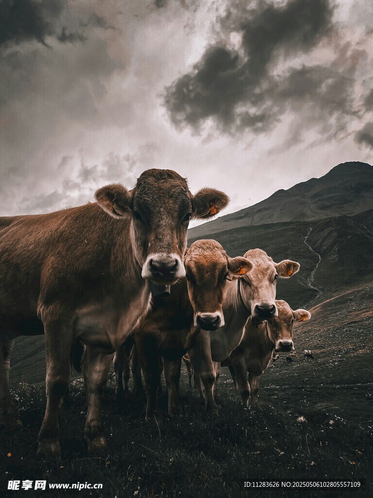 烏云下的牛群