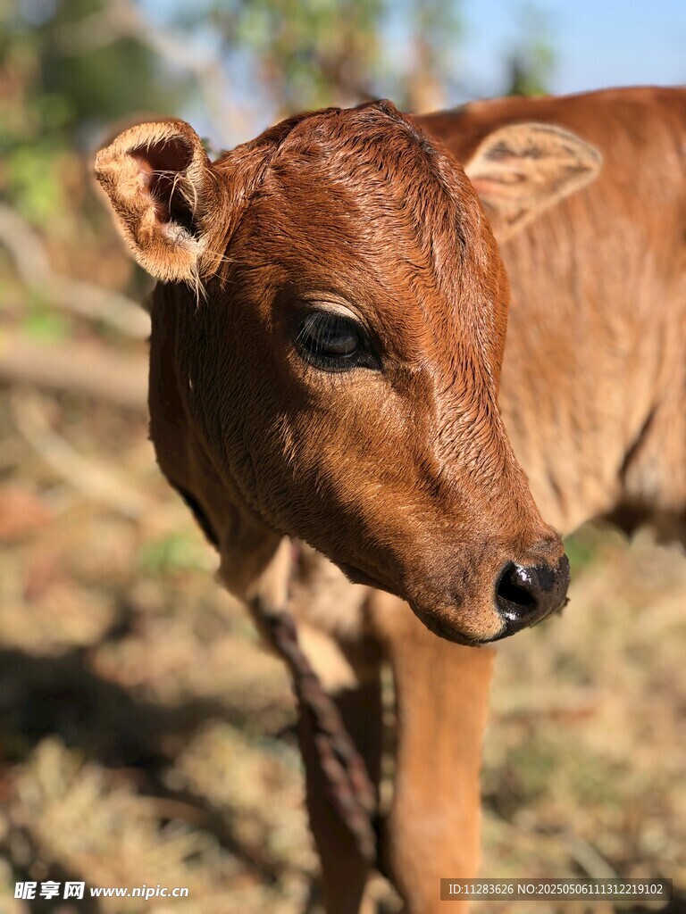 可愛小牛特寫