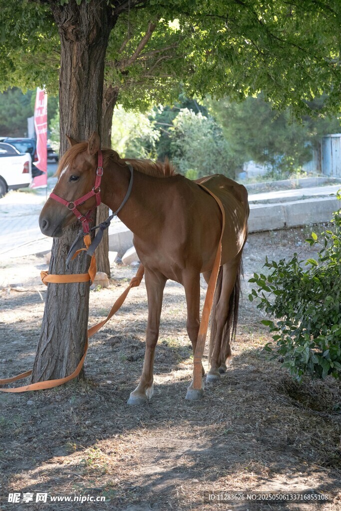 樹下拴著的棕色駿馬