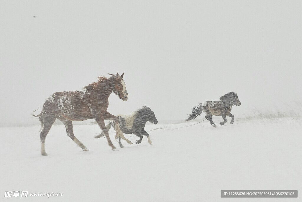 雪地奔騰駿馬