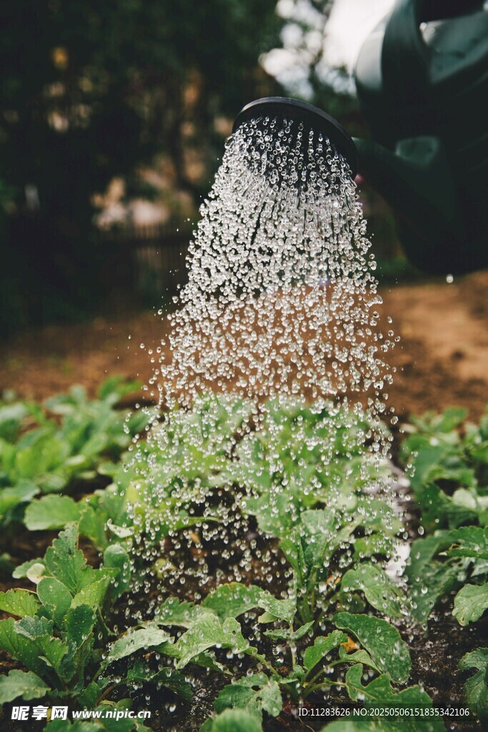 蜜蜂聚集在蜂巢上