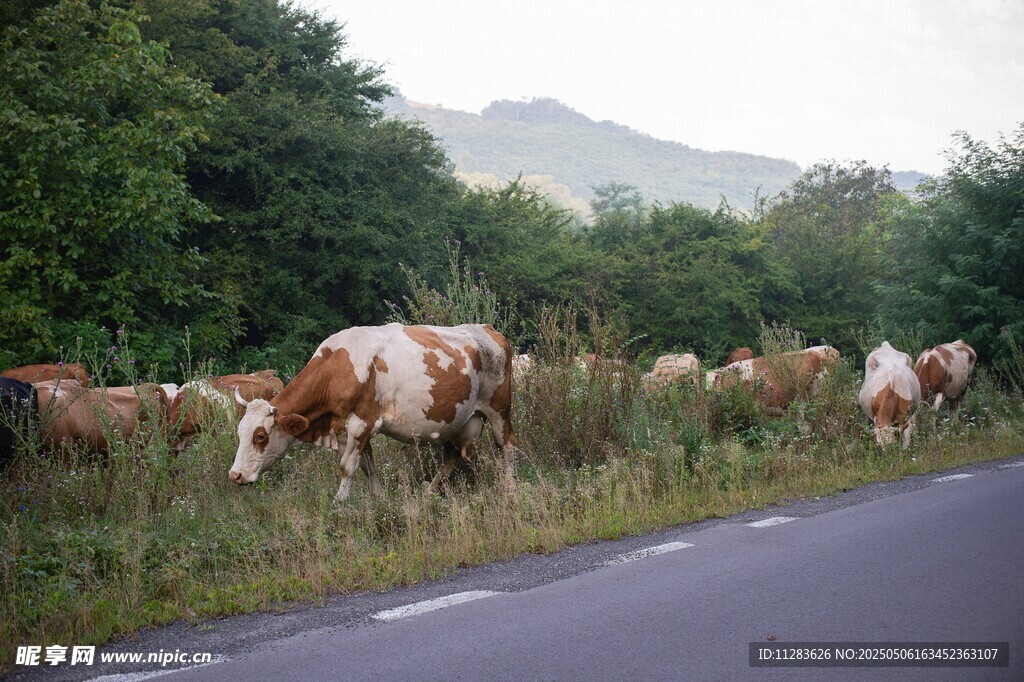 公路旁牛群在草地悠閑覓食