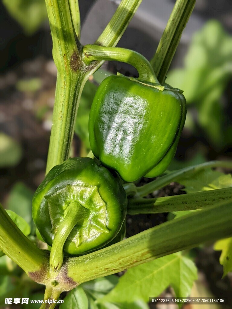 綠甜椒生長(zhǎng)在植株上