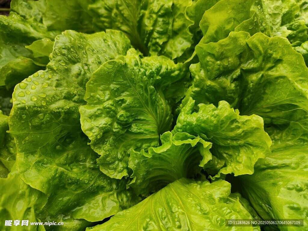 鮮嫩生菜葉片