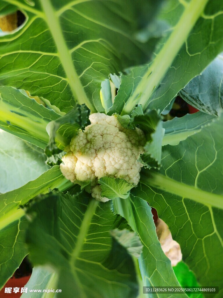 花椰菜植株特寫