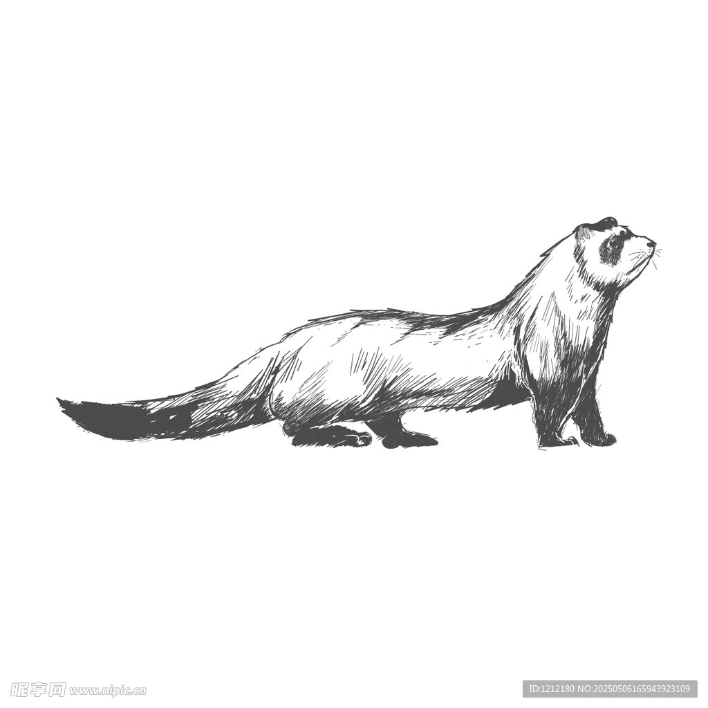 黑白鼬鼠插畫
