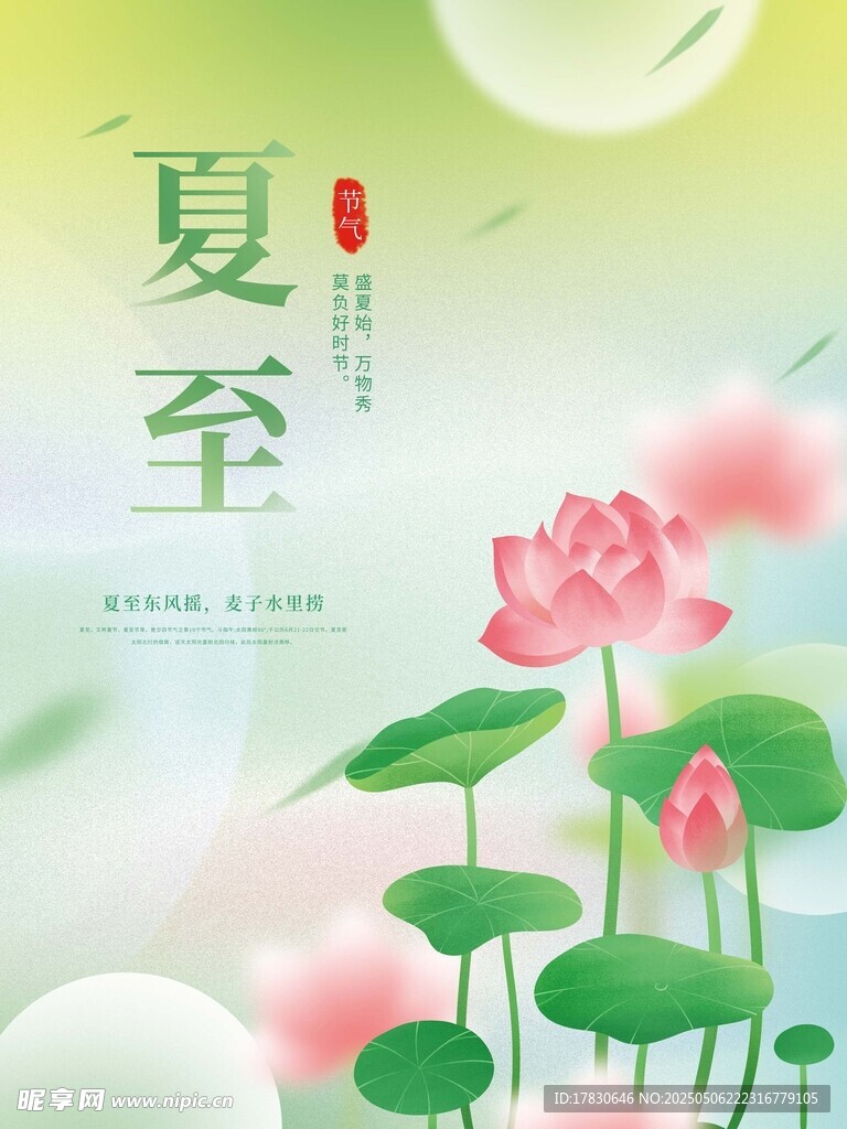 夏至時節荷花綻放美景