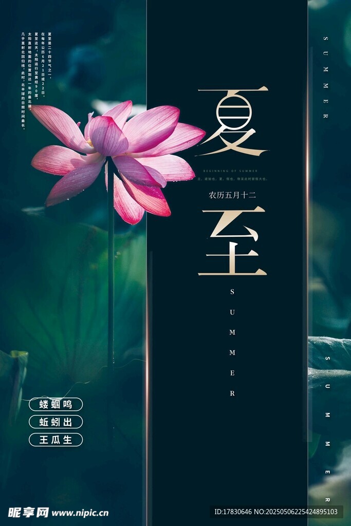 夏至時節荷花綻放