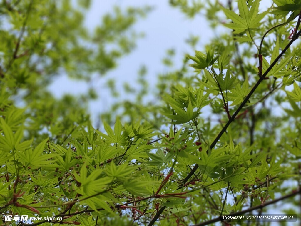 嫩綠枝葉展現盎然生機