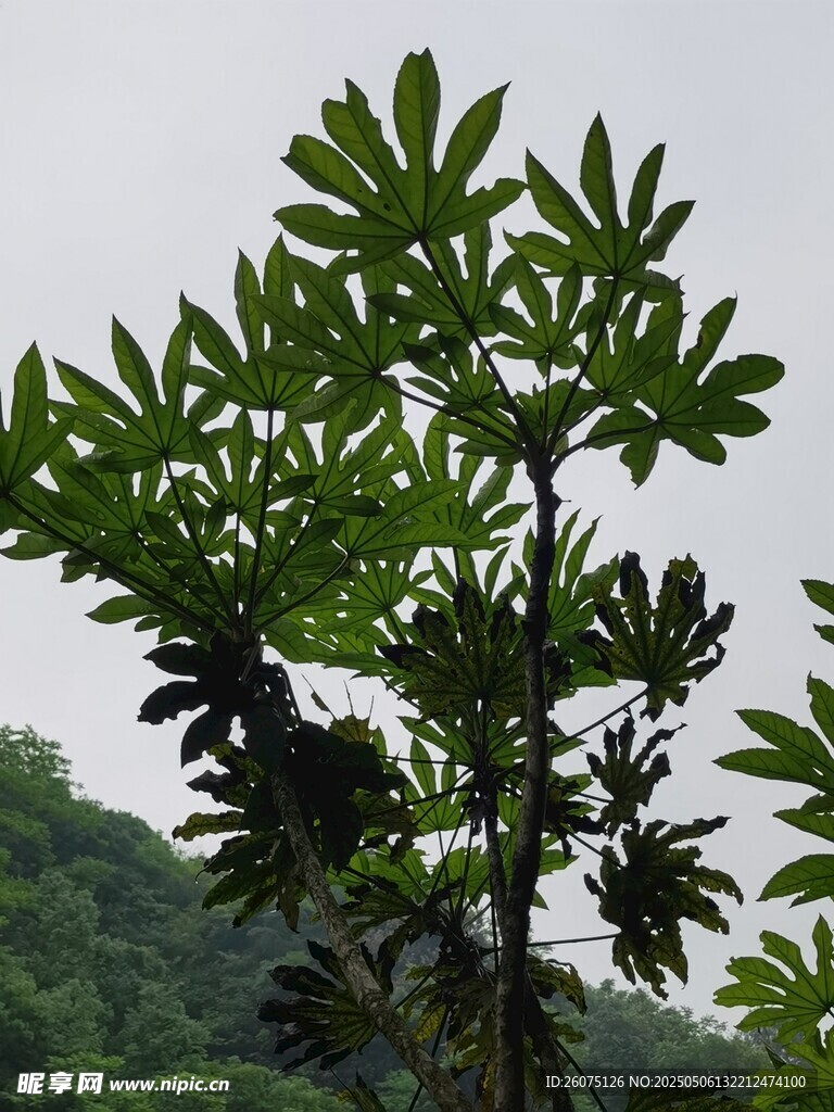 仰拍樹木