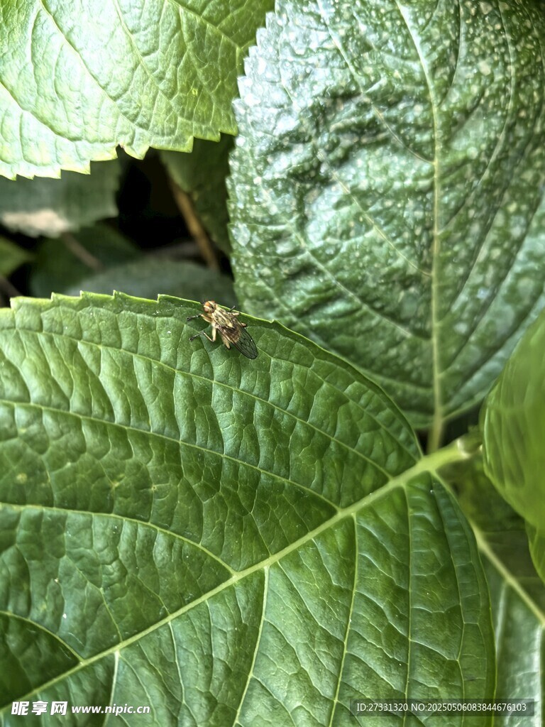 翠綠葉片特寫