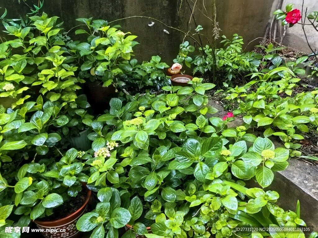 綠意盎然的庭院植物角落
