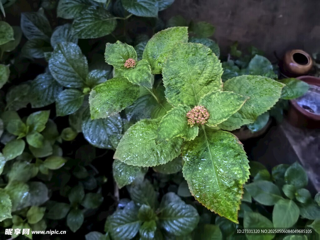 綠葉植物特寫