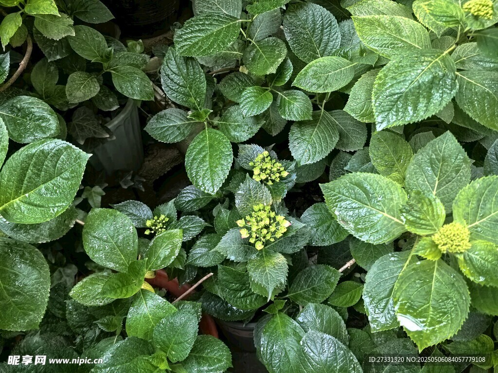 翠綠葉片上的清新植物