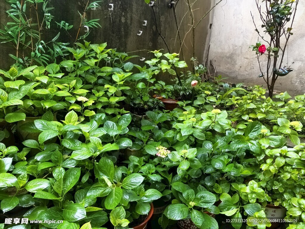 綠葉繁茂的庭院植物景觀