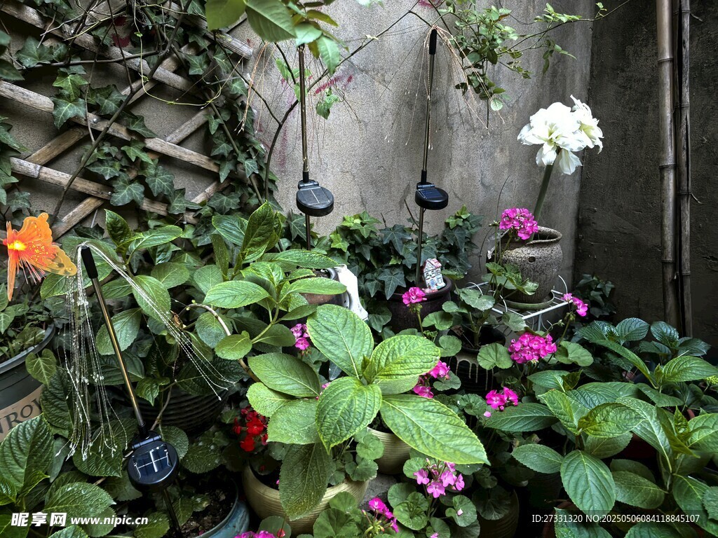 庭院角落的多彩植物景觀