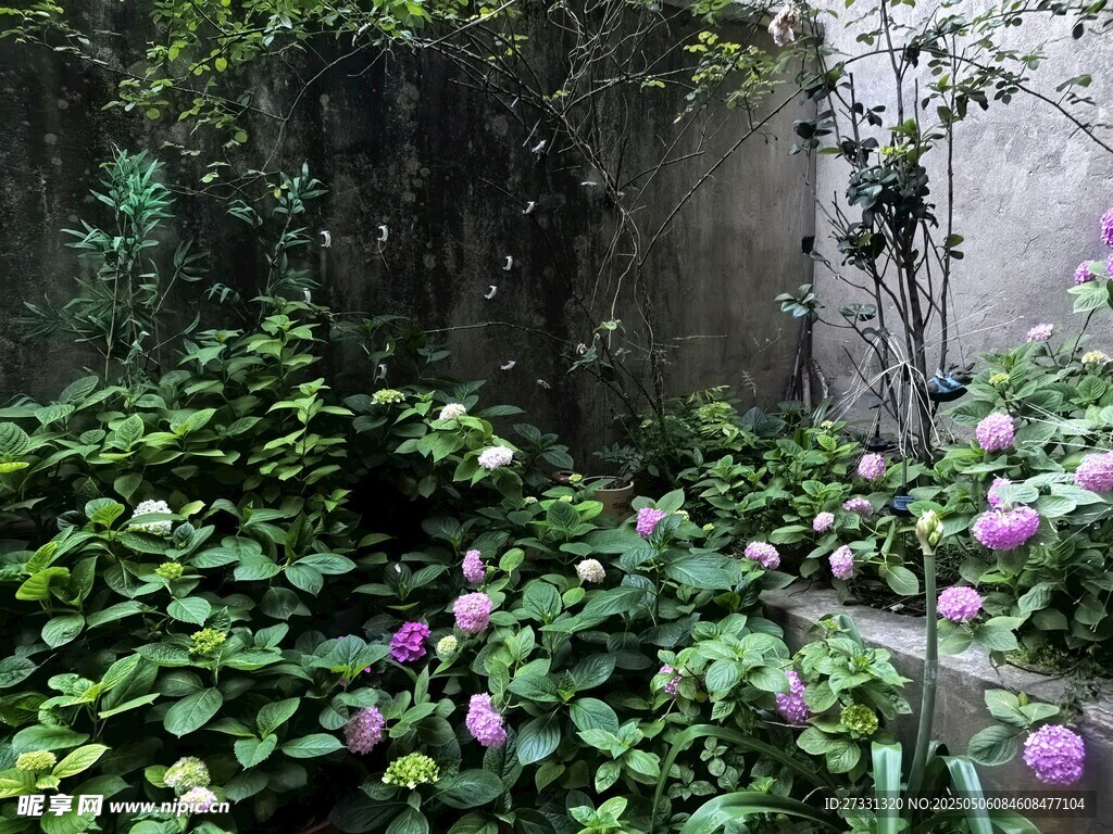 庭院中的繁茂花草景致