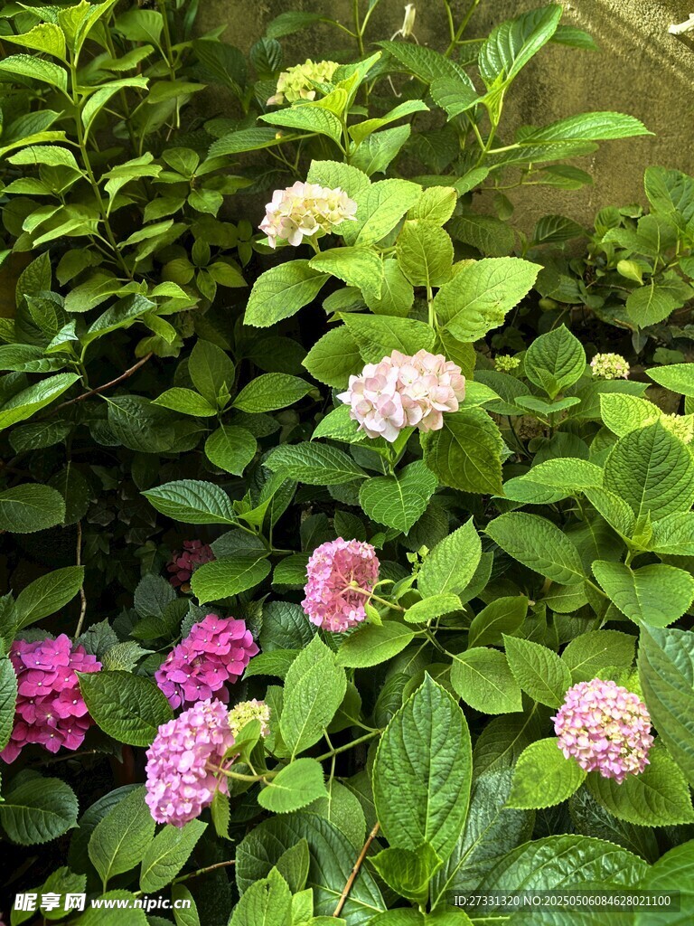 多彩繡球花綻放綠葉間