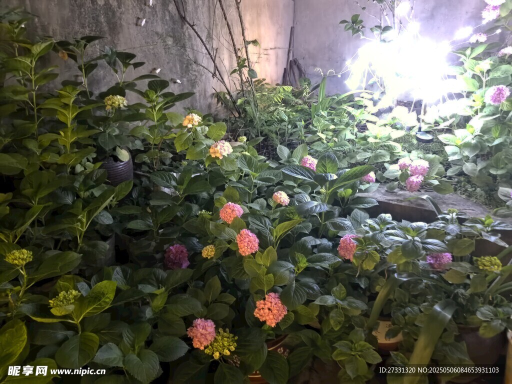墻邊綻放的多彩花卉