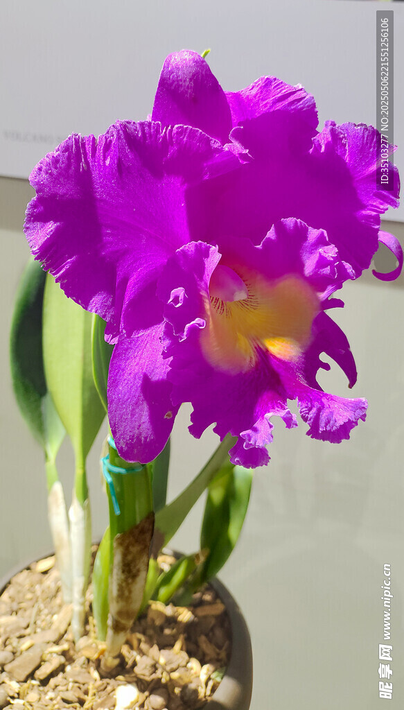 鳶尾花