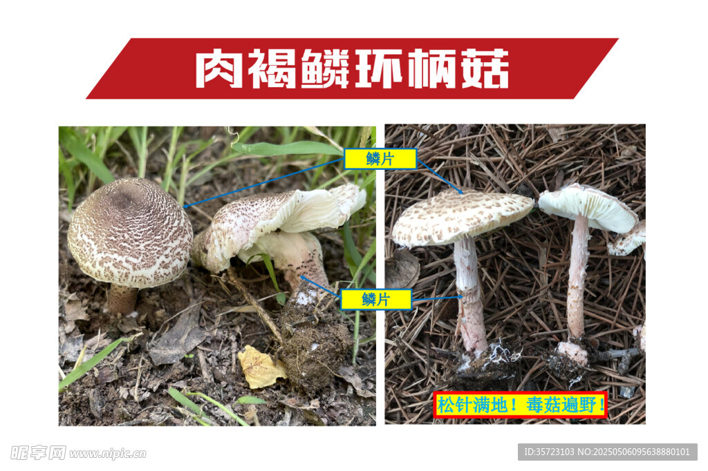 肉褐鱗環(huán)柄菇毒蘑菇