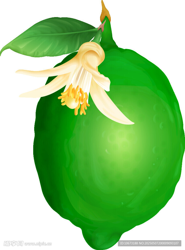 帶花青檸檬特寫