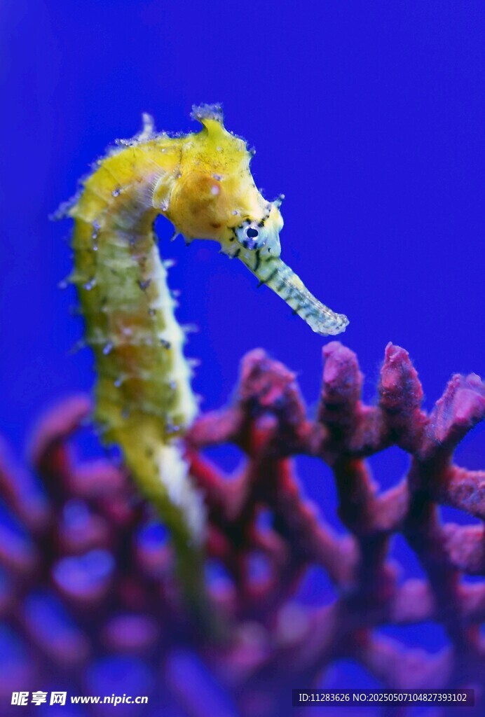 海馬棲息于紫色珊瑚上