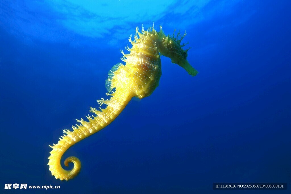 海洋中的黃色海馬