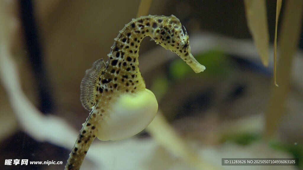 可愛海馬展示獨特身姿