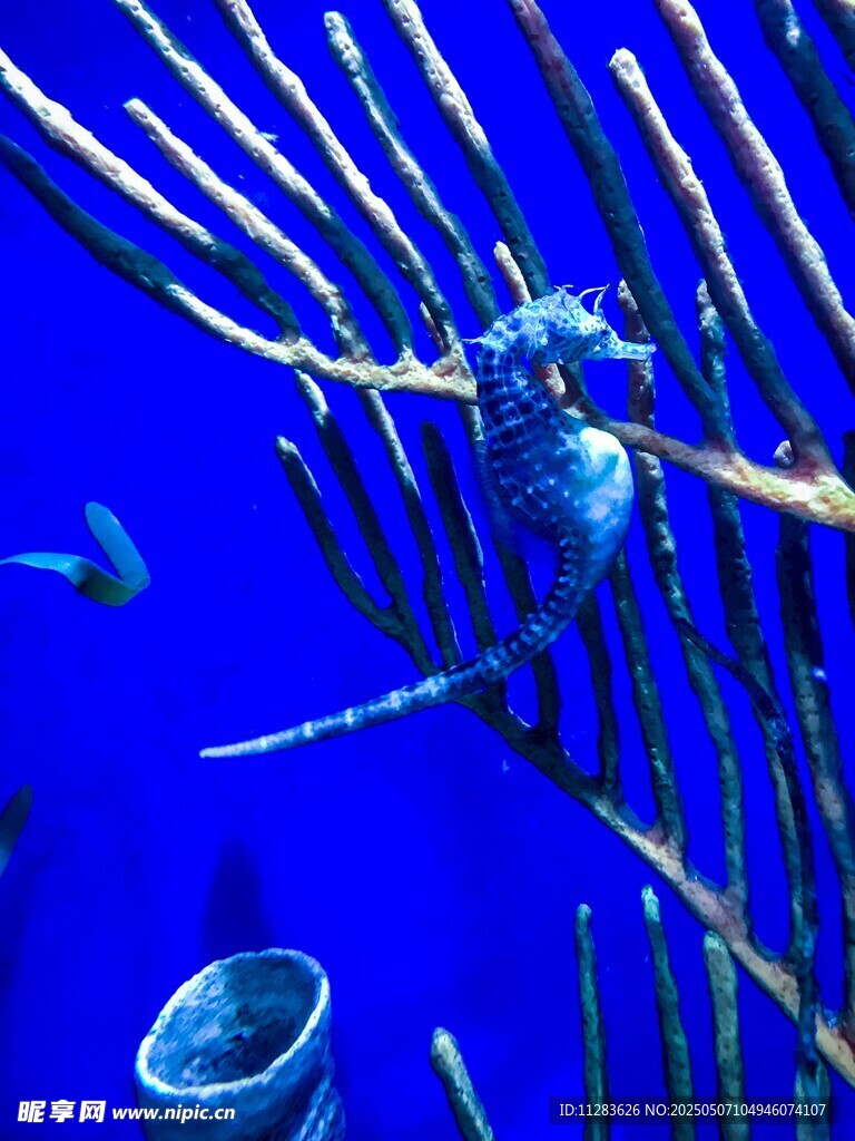 海底世界中的奇異生物