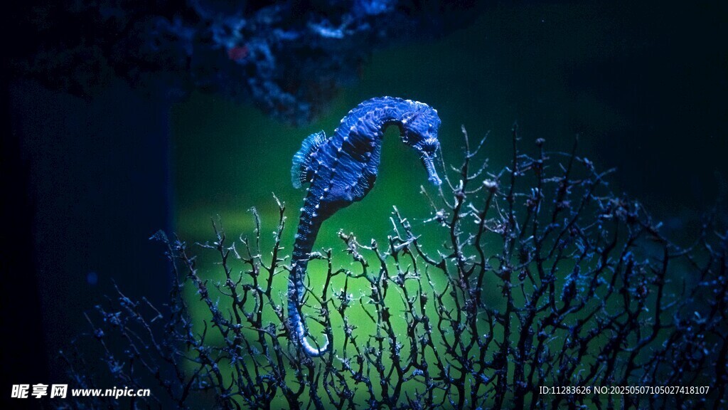 深海中發(fā)光的神秘海馬