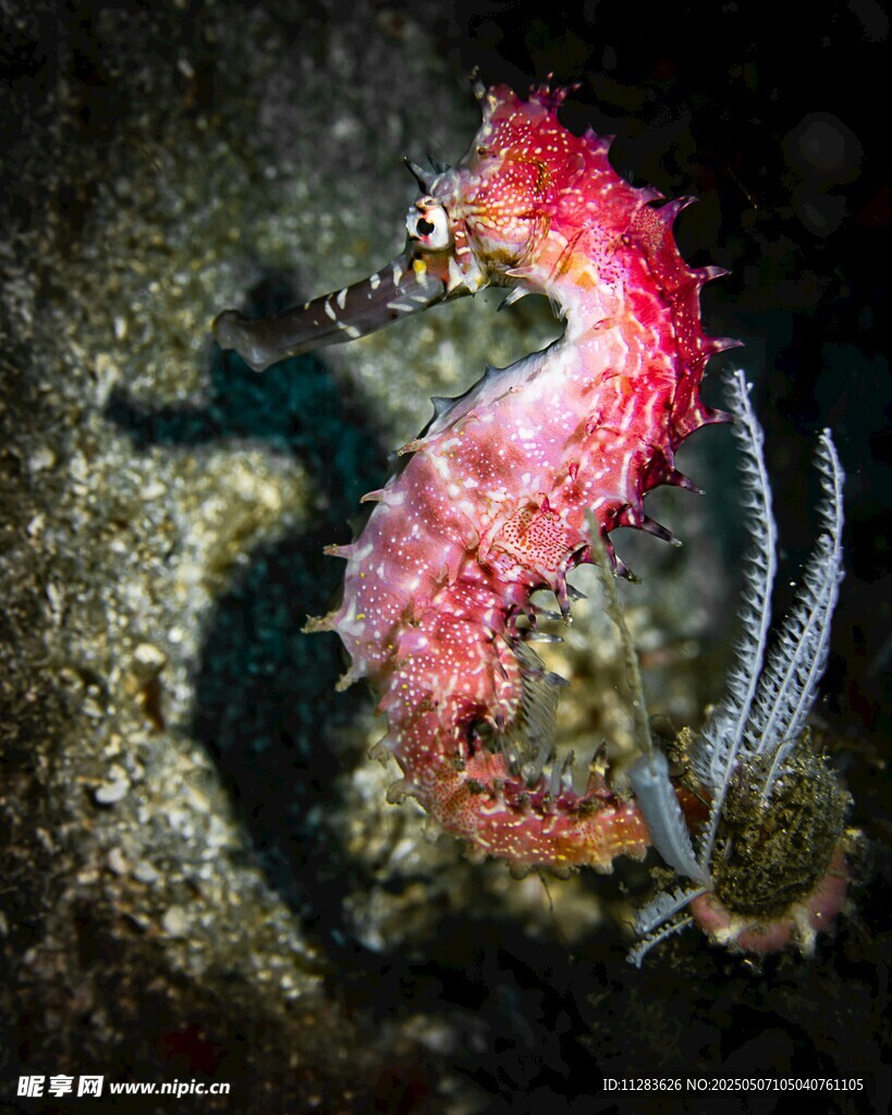 粉紅海馬藏身海底巖石間