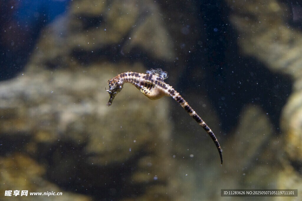 水中游動的條紋海魚